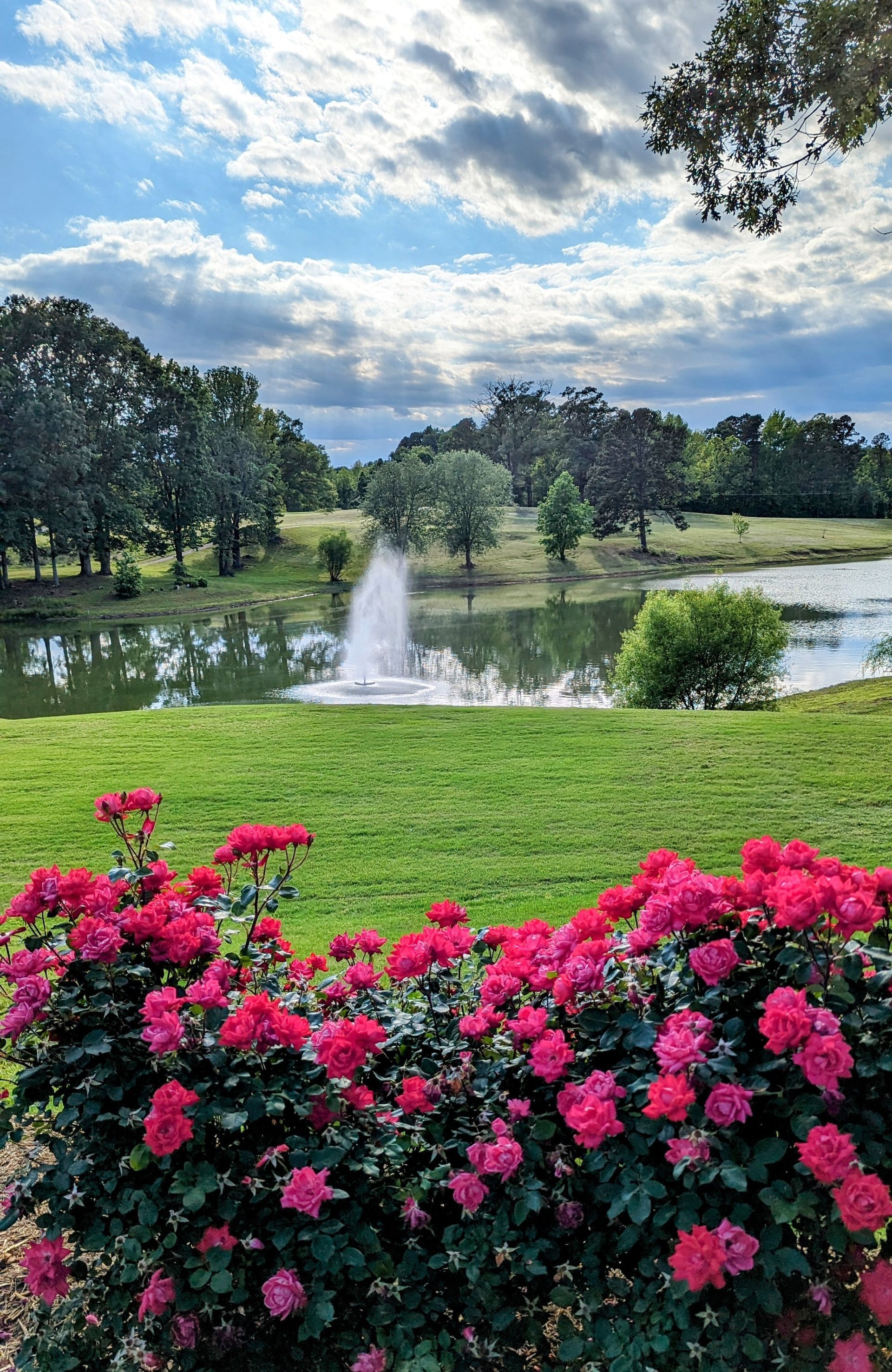 Pink roses in foreground, a pond with fountain, green grass, trees, and cloudy sky.