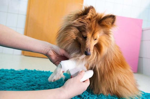 veterinaria che mette una garza alla zampetta di un cane