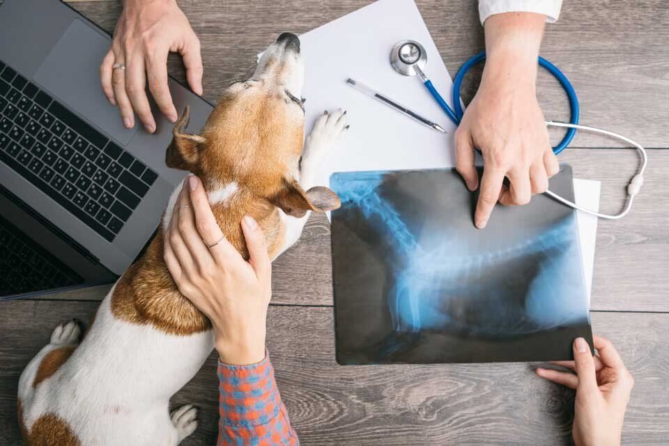veterinario, cane e lastra