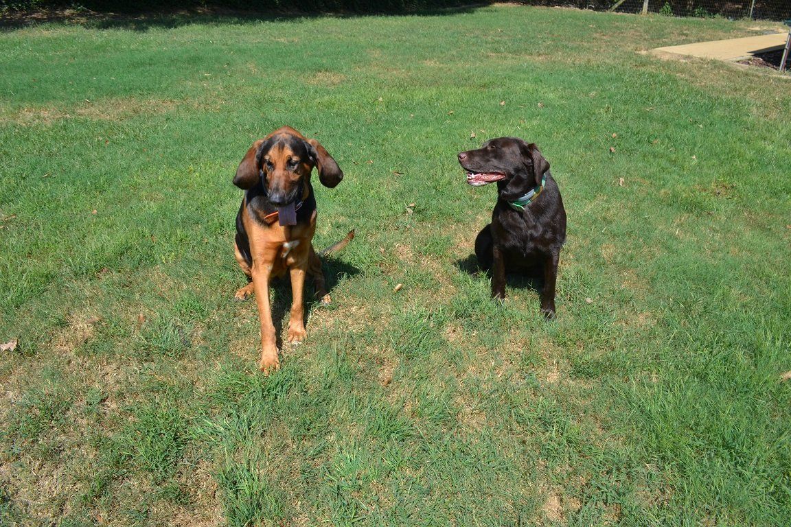 Dog Sitting — Black and Brown Dog Walking in Byhalia, MS