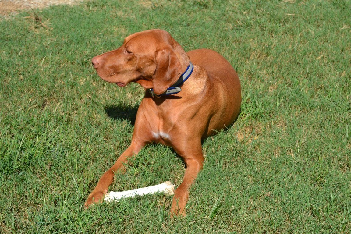 Cat Sitting — Brown Dog Lying on Grass  in Byhalia, MS