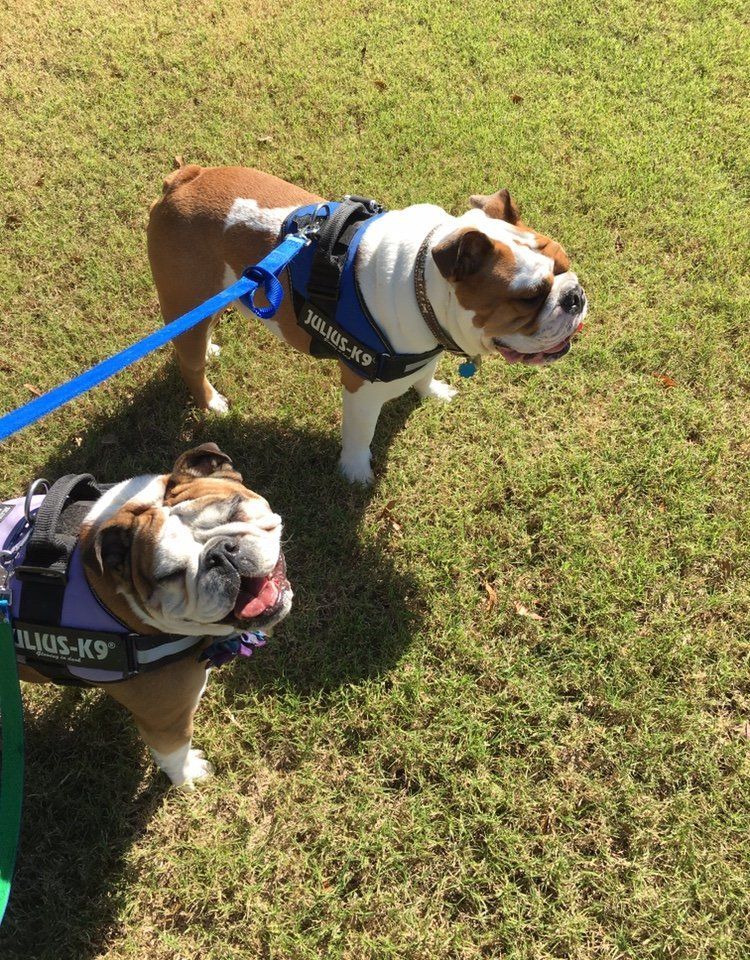 Dog boarding Byhalia, MS Edgewood Farm and Kennel