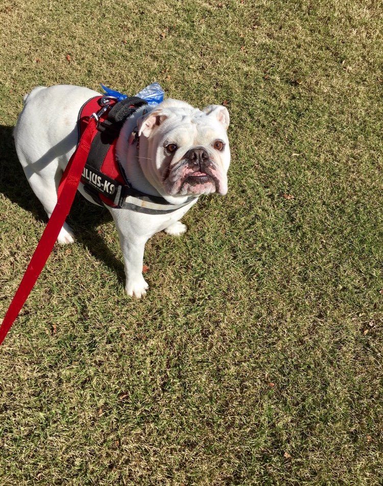 Cat Boarding Kennel — Laced Dog in Byhalia, MS
