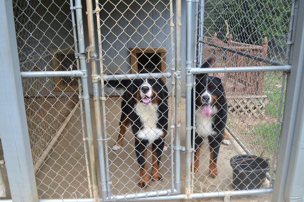 Boarding Kennel — Fenced Dogs in Byhalia, MS