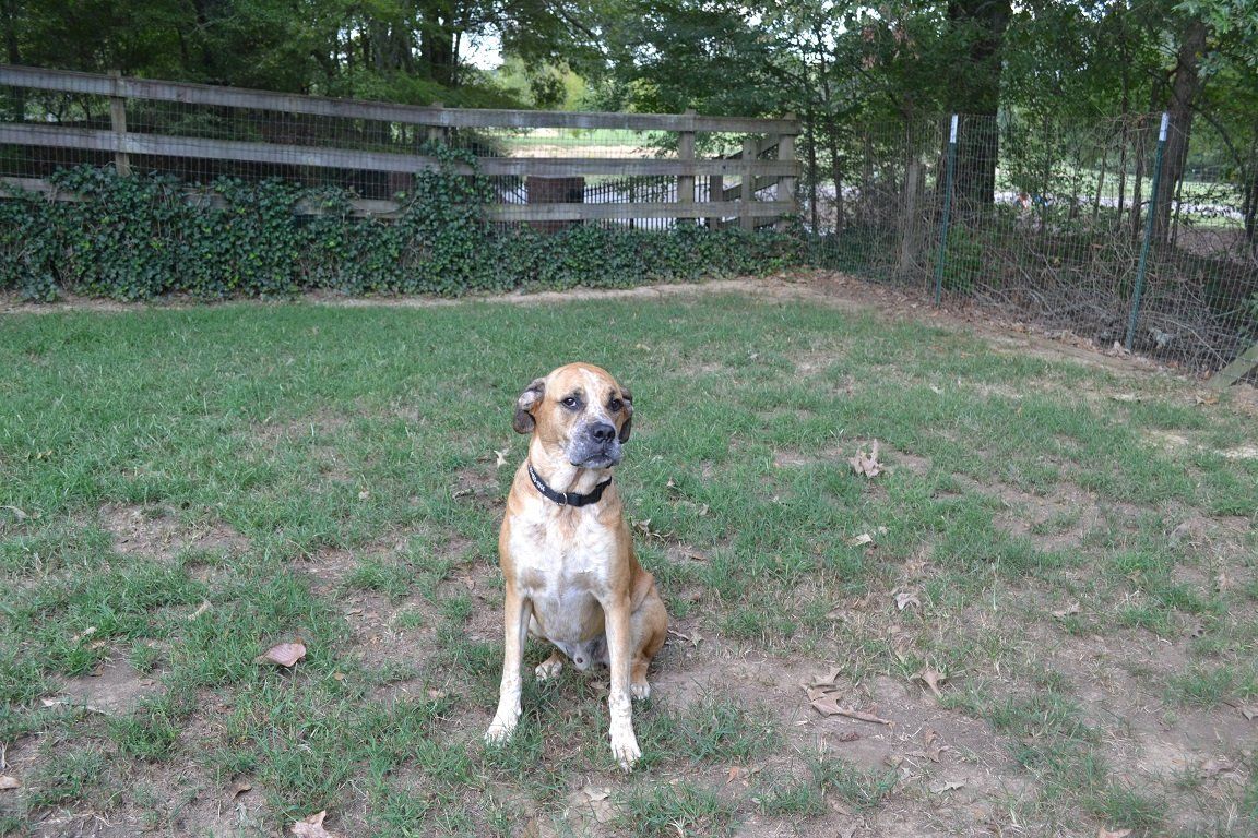 Dog Kennel — Small Dog in Byhalia, MS
