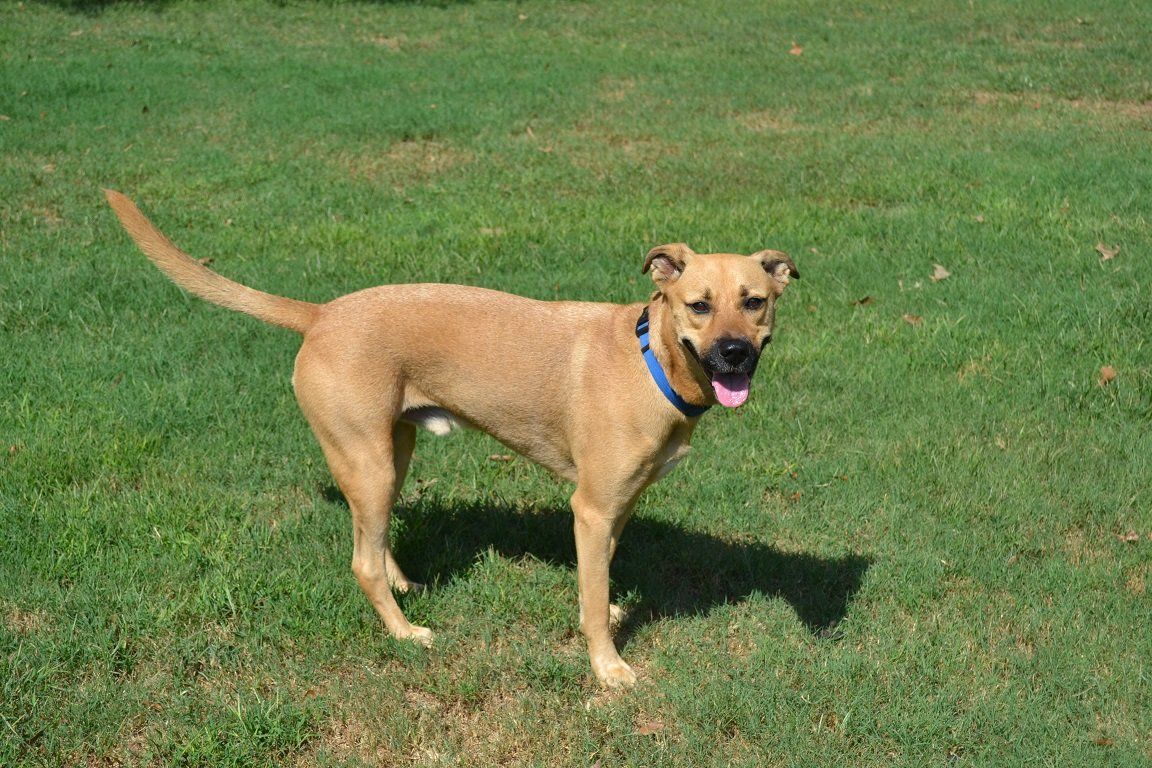 Dog Boarding — Brown Dog in Byhalia, MS
