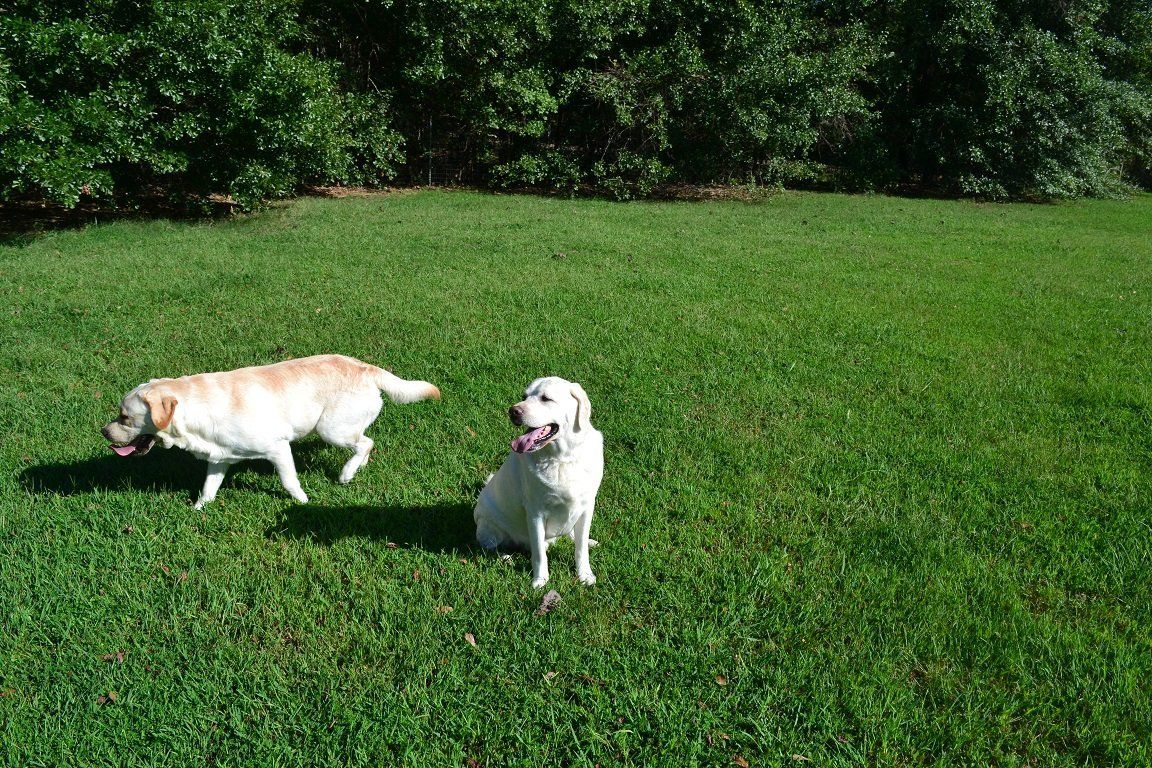 Cat Kennel — Two White Dogs in Byhalia, MS