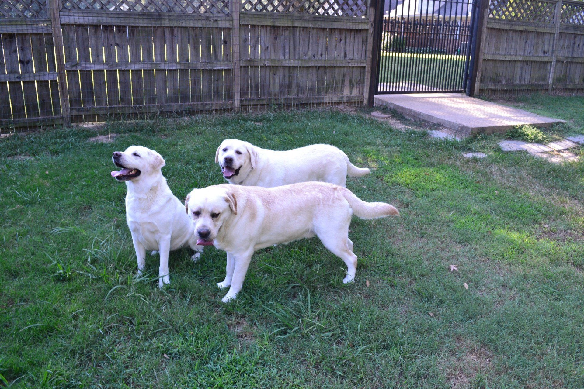 Dog boarding Byhalia, MS Edgewood Farm and Kennel