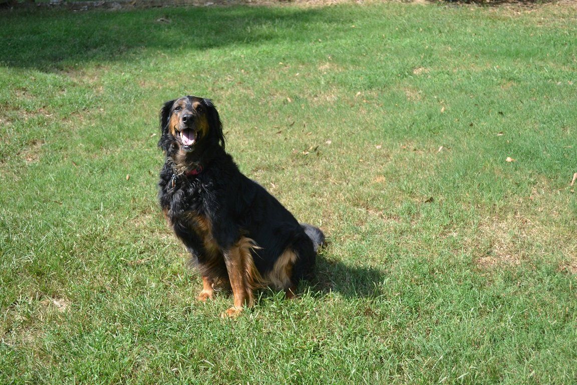 Pet Care — A Black Dog in Byhalia, MS