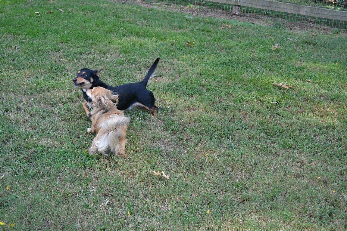 Dog Care — A Black and a Brown Dog in Byhalia, MS