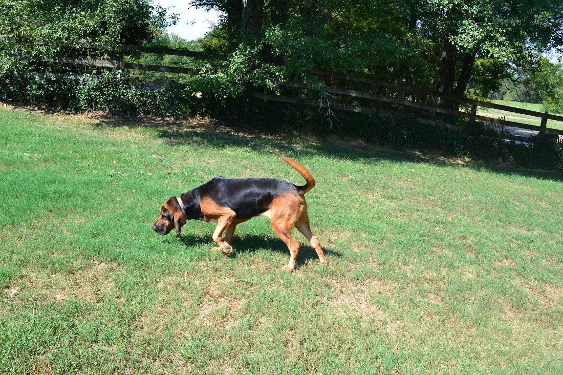 Pet Sitting — Black and Brown Dog in Byhalia, MS