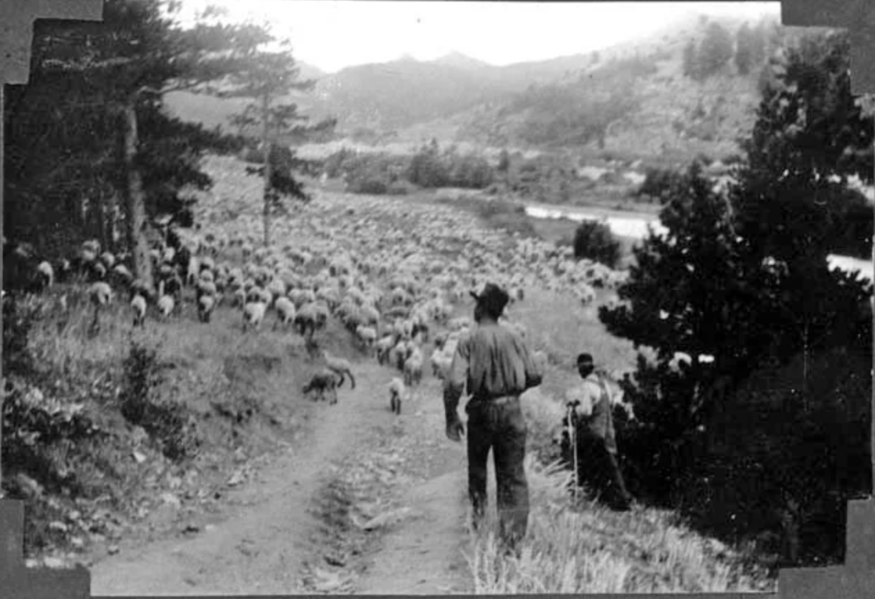 A black and white photo of a man leading a herd of sheep down a dirt road