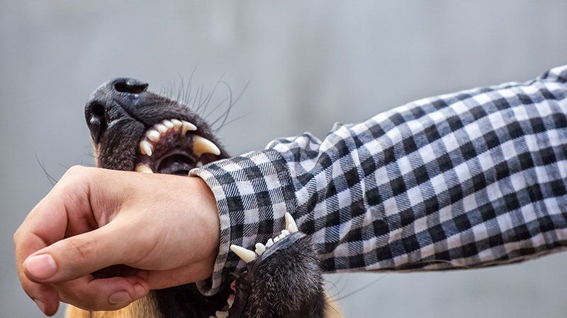 Dog Bites