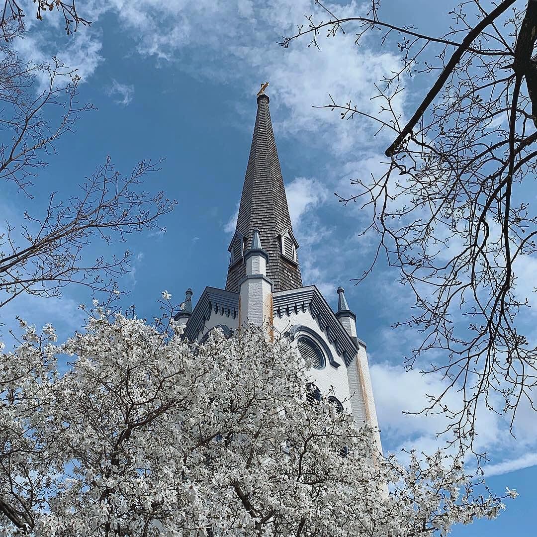 A church steeple surrounded by white flowers on a sunny day