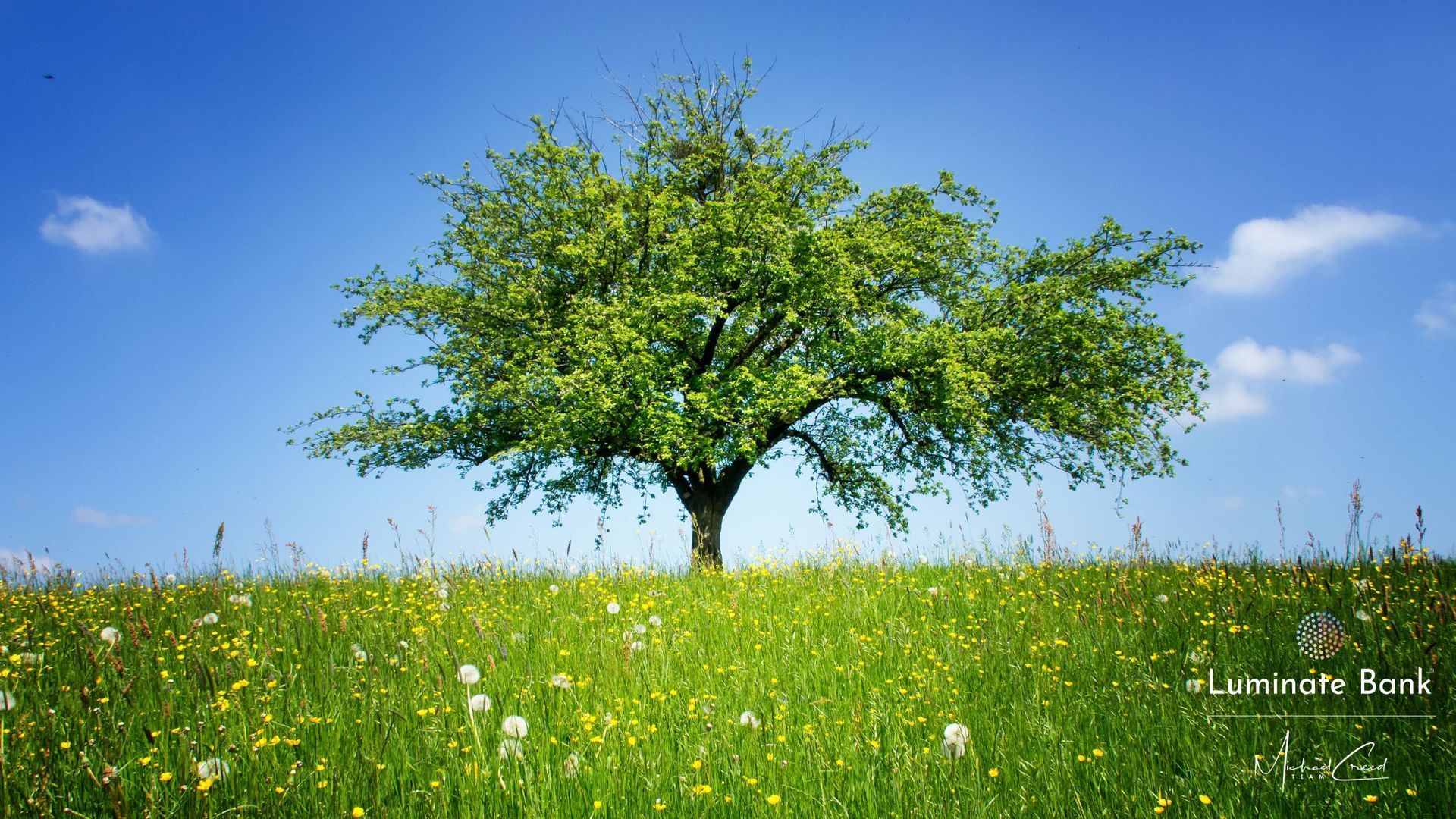 Lone Tree in field; symbolizing