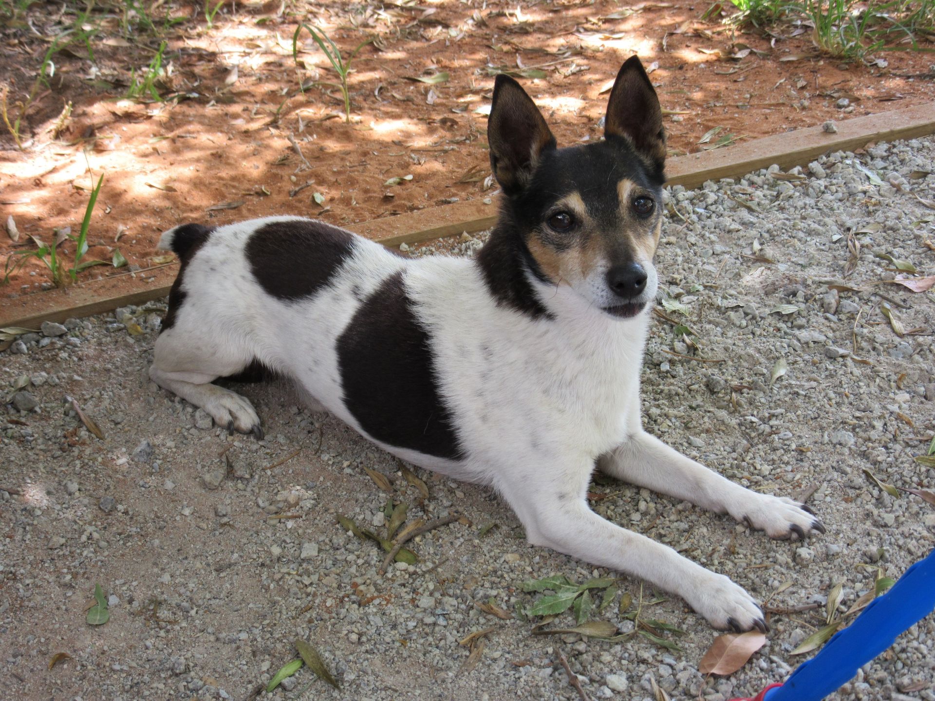 Pets welcome on application on caravan sites only