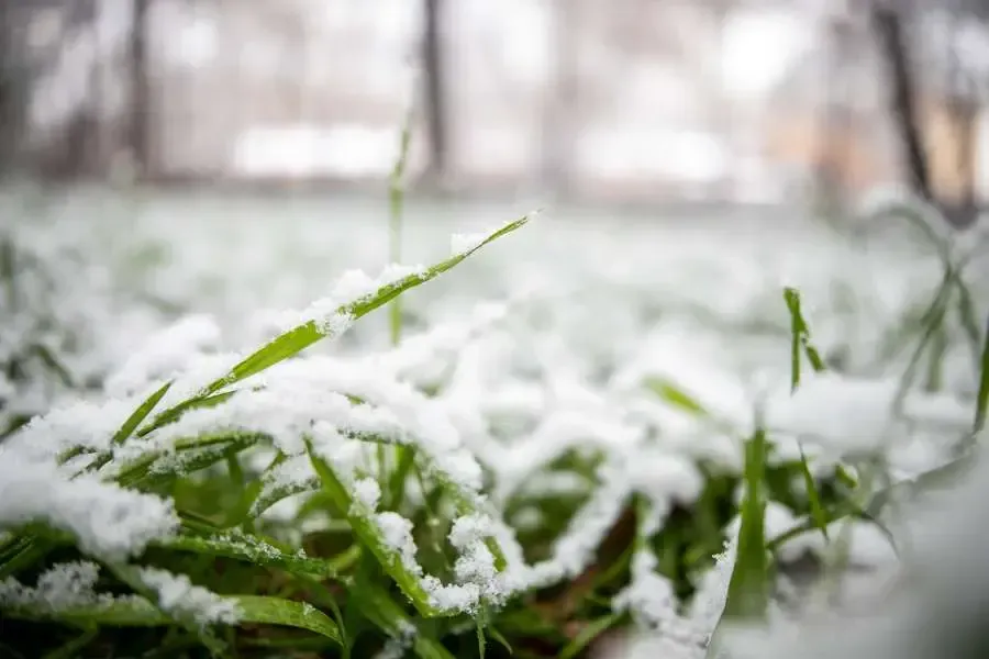 Snow over plants