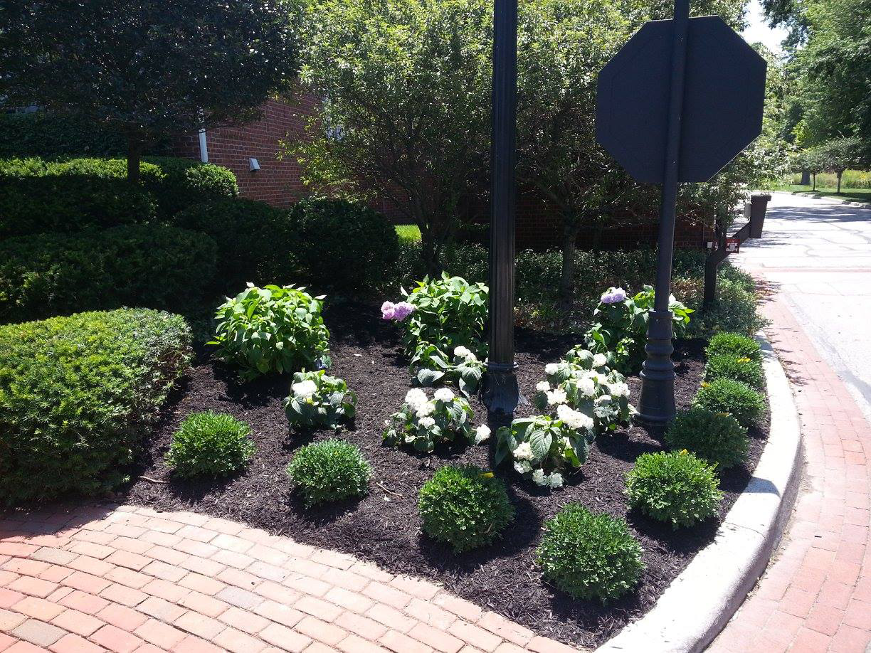 front garden with freshly planted shrubs in Indianpolis