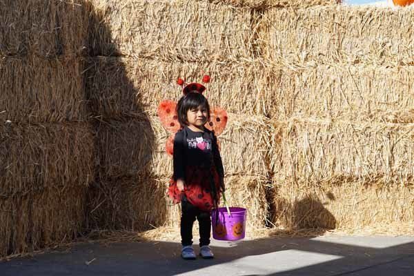 A little girl in a ladybug costume is holding a trick or treat bucket.