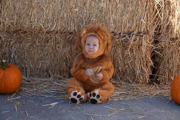 A baby in a lion costume is sitting in front of hay bales and pumpkins.