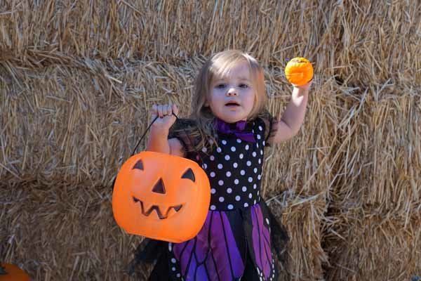 A little girl in a witch costume is holding a pumpkin and a candy bucket.