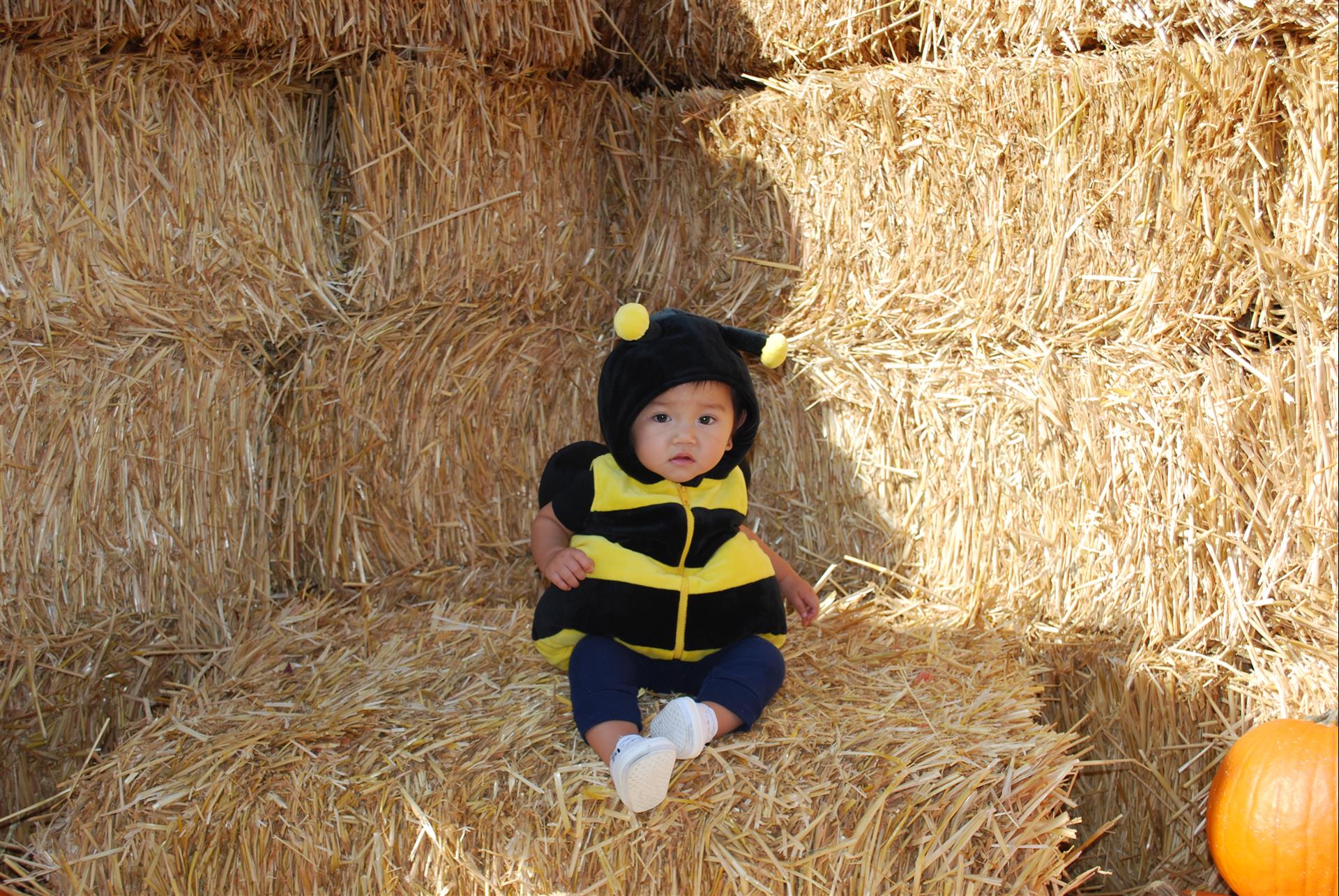 A baby in a bee costume is sitting on a bale of hay.