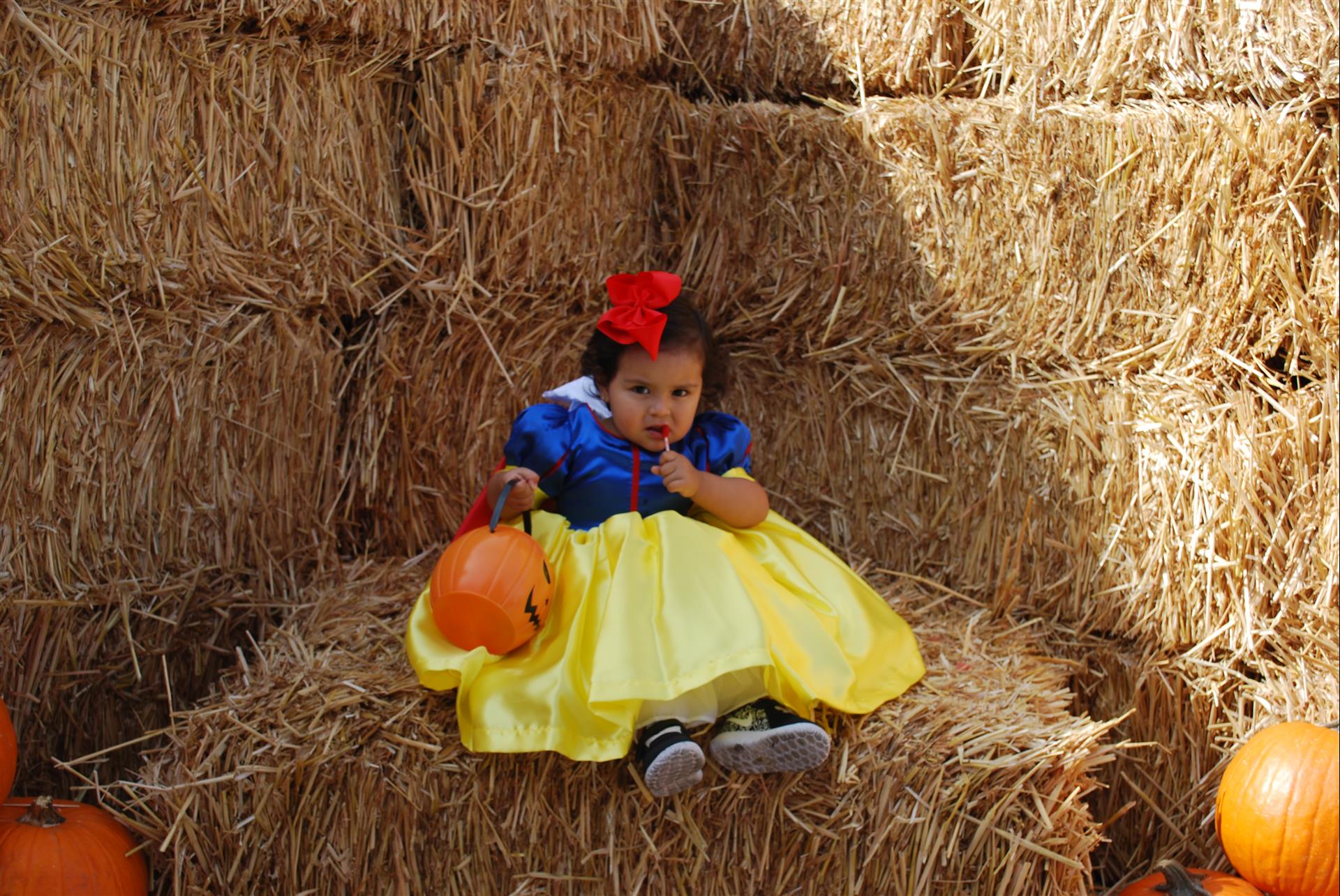 A little girl dressed as snow white is sitting on a bale of hay holding a pumpkin.