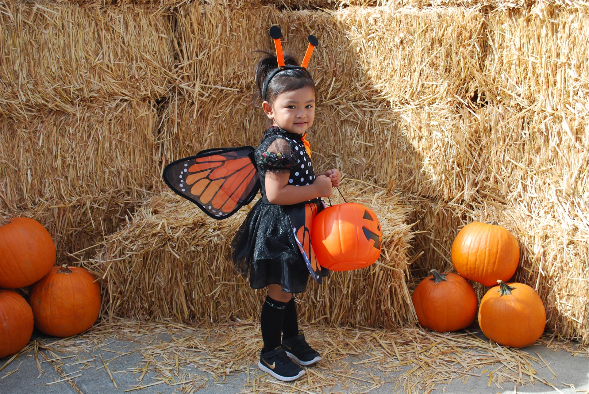 A little girl in a butterfly costume is holding a pumpkin.