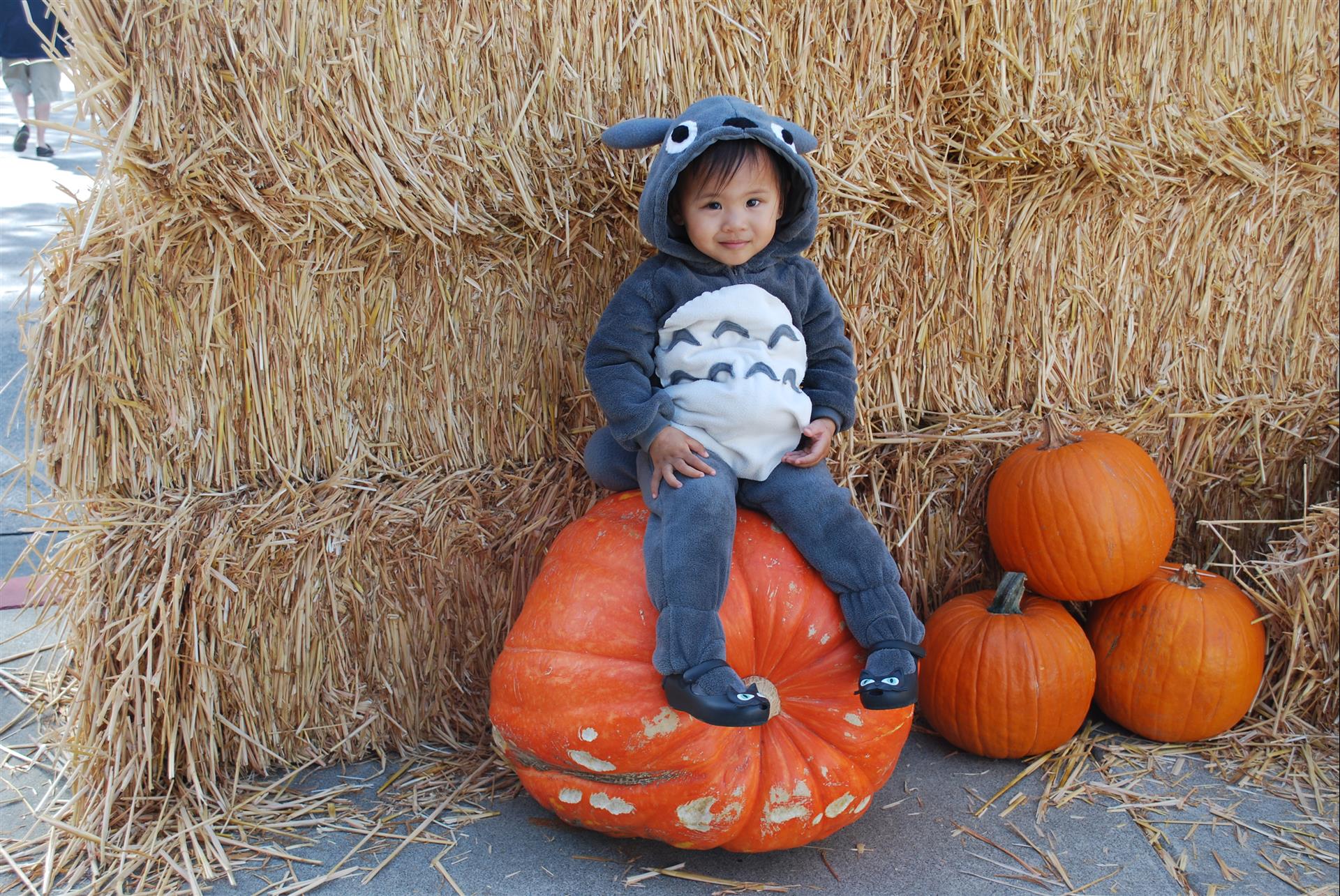 A child in a totoro costume is sitting on a pumpkin