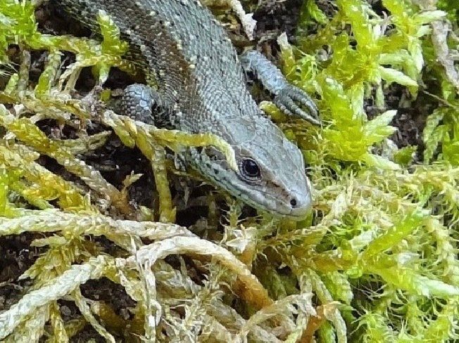 Lizards at Bainloch Deer Park Sandyhills, Dalbeattie, Dumfries & Galloway, Scotland