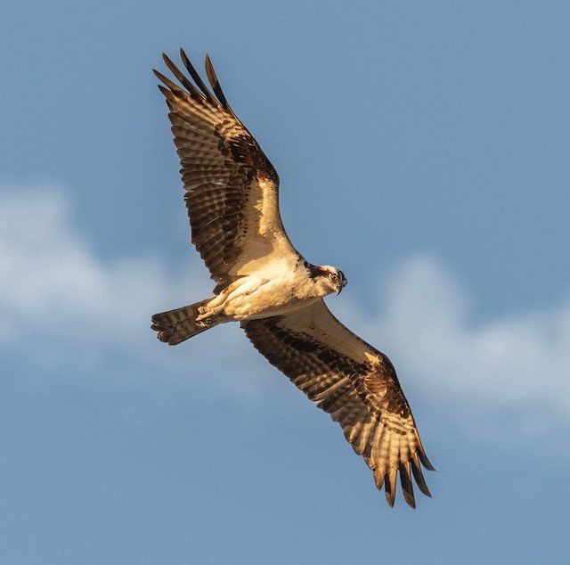 Red Kite at Bainloch Deer Park Sandyhills, Dalbeattie, Dumfries & Galloway, Scotland