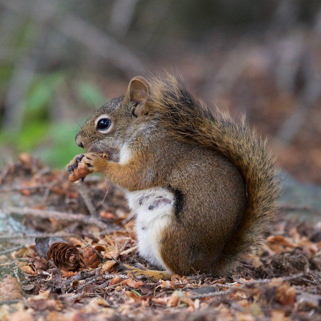 Red Squirel at Bainloch Deer Park Sandyhills, Dalbeattie, Dumfries & Galloway, Scotland