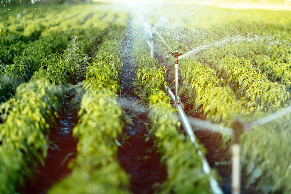 A Sprinkler is Spraying Water on a Field of Plants — Mid Richmond Plumbers & Suppliers in Coraki, NSW