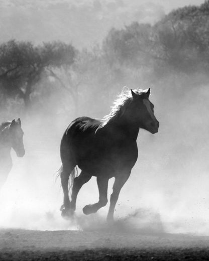 A black and white photo of two horses running in a field.