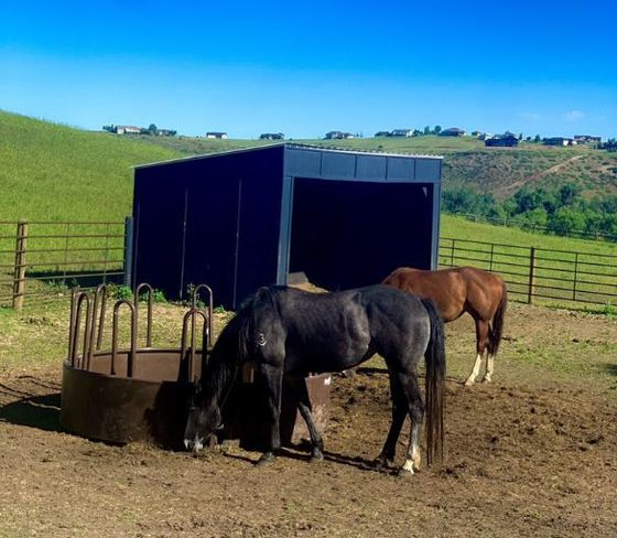 Two horses grazing in a field next to a black building