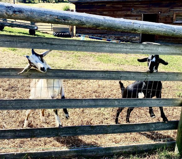 Three goats are standing behind a wooden fence.