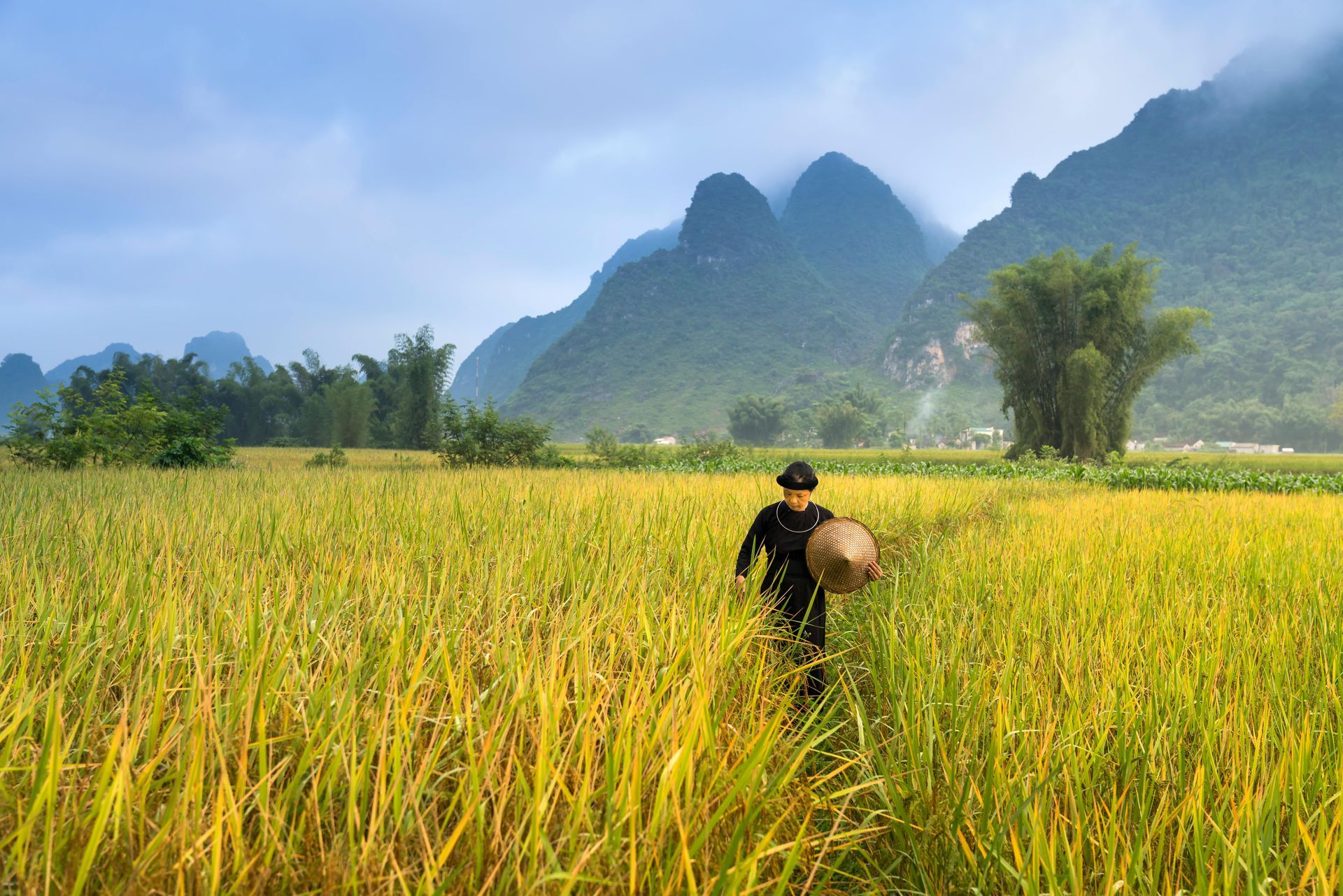 A person walks through a golden rice field, carrying a basket, with mountains in the background.