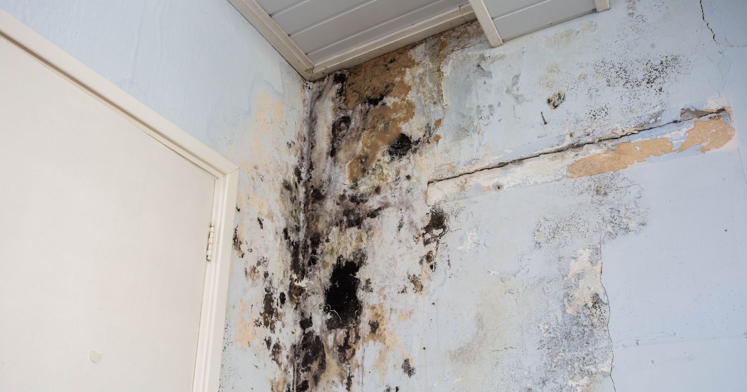 how to prevent mold after water damage