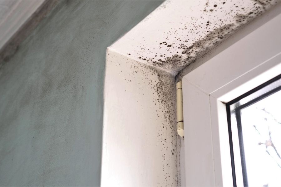 Mold growth around windows from undetected water damage