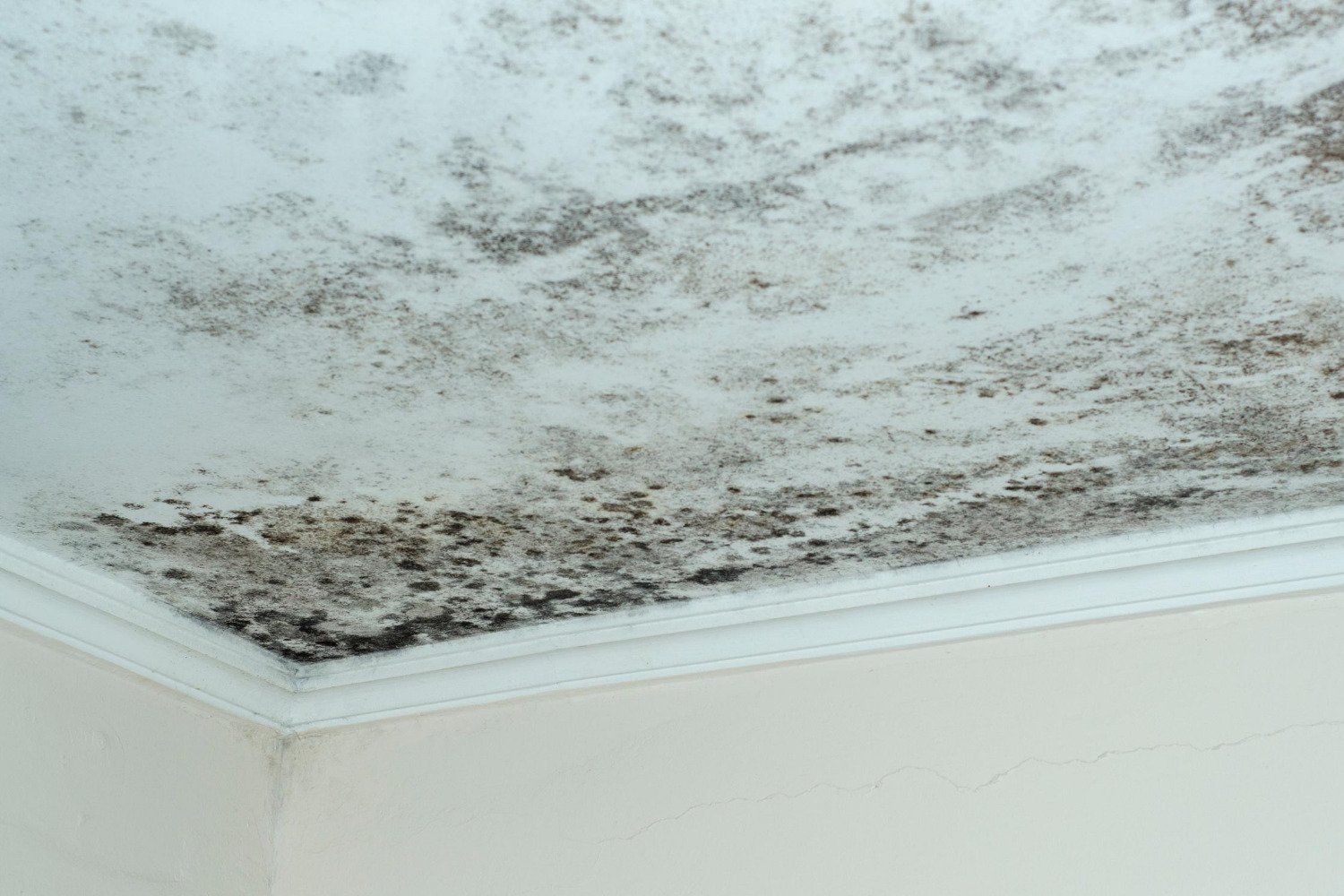 mold on a roof in Ogden, UT home