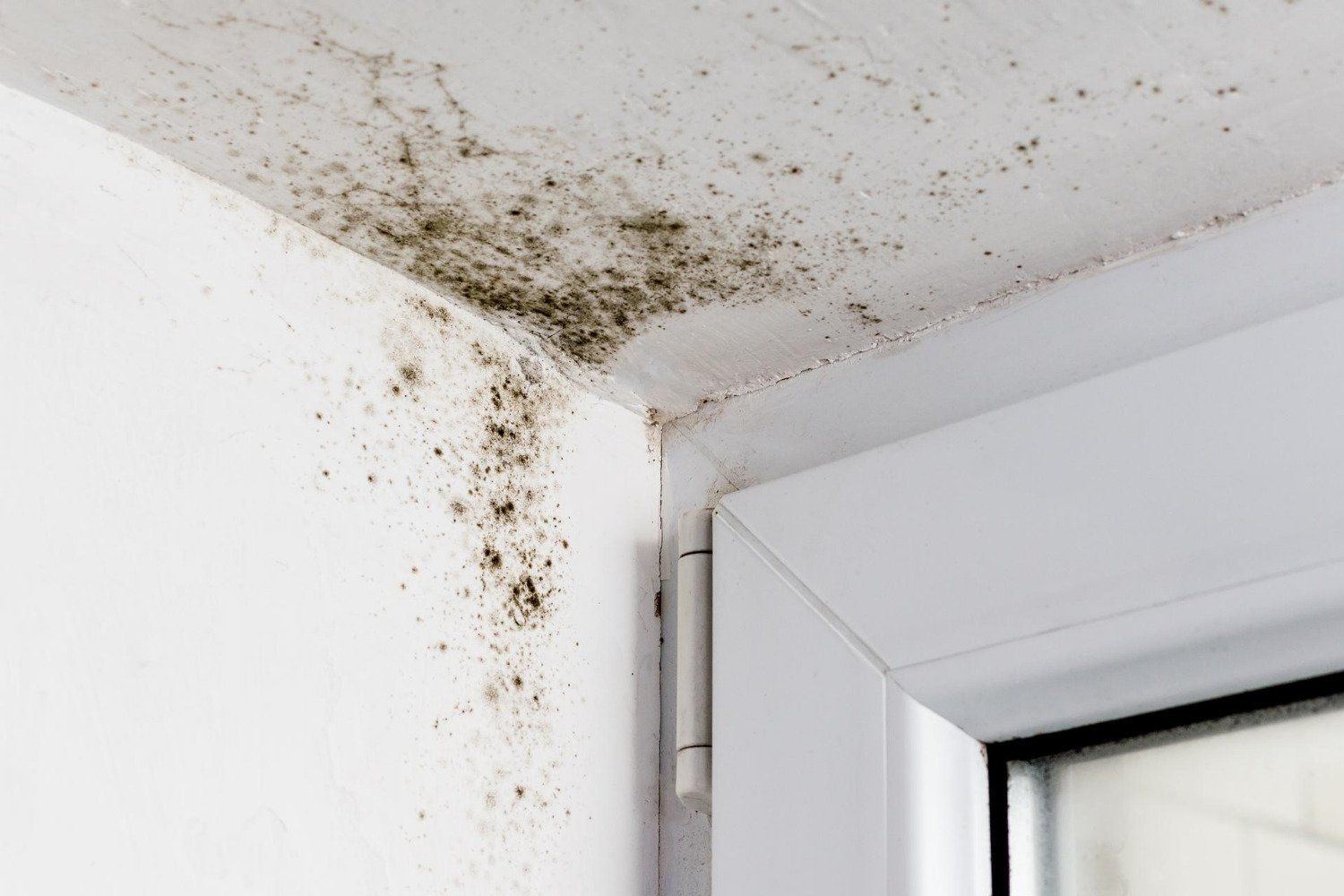 picture of mold on wall that team of Swift Restoration and remodeling going to handle