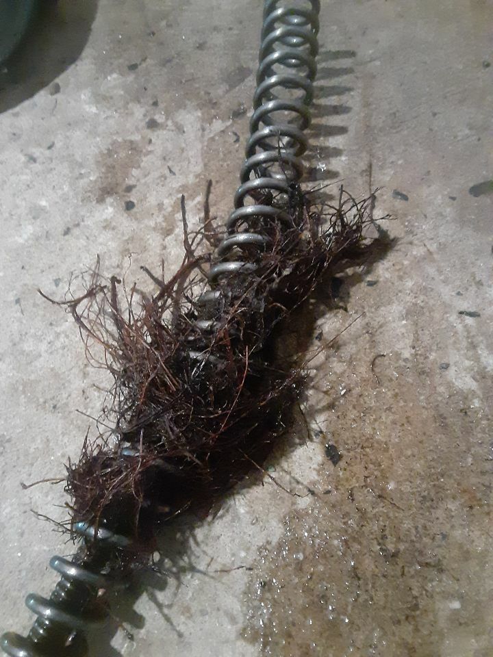 A plumbing snake covered in dark brown roots, likely from a clogged drain, lying on concrete.