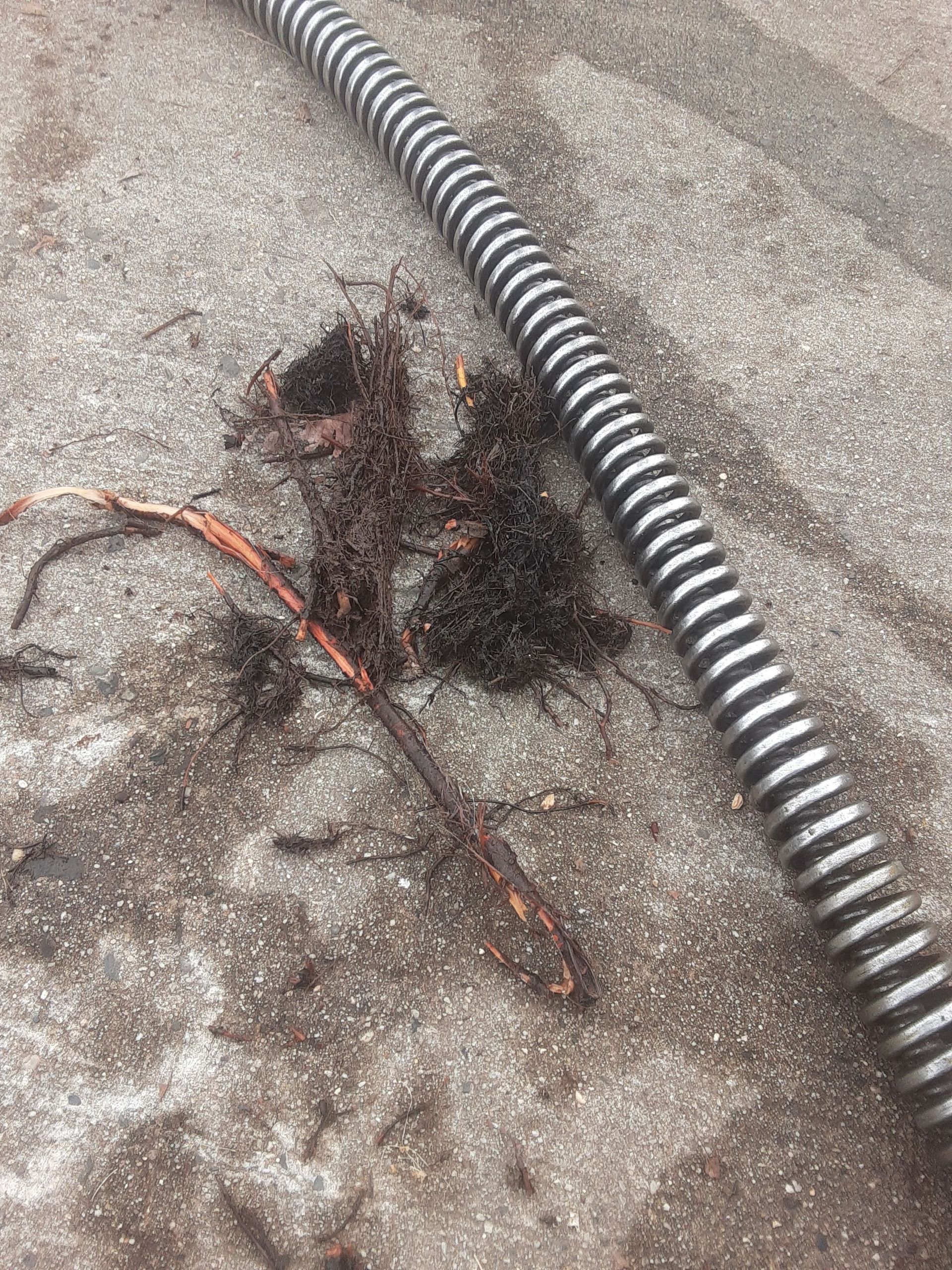 Roots and debris pulled from a drain by a drain snake on a concrete surface.