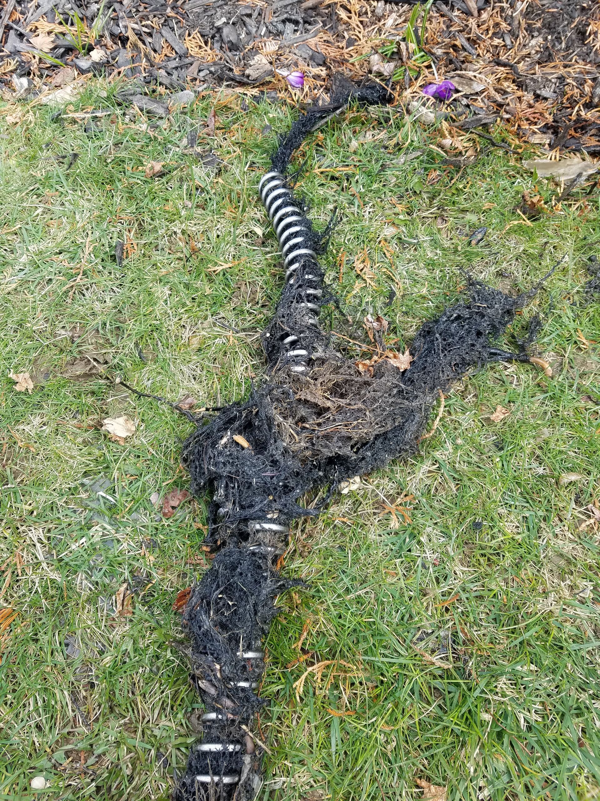 Black, coiled pipe on green grass, covered in shredded black material.
