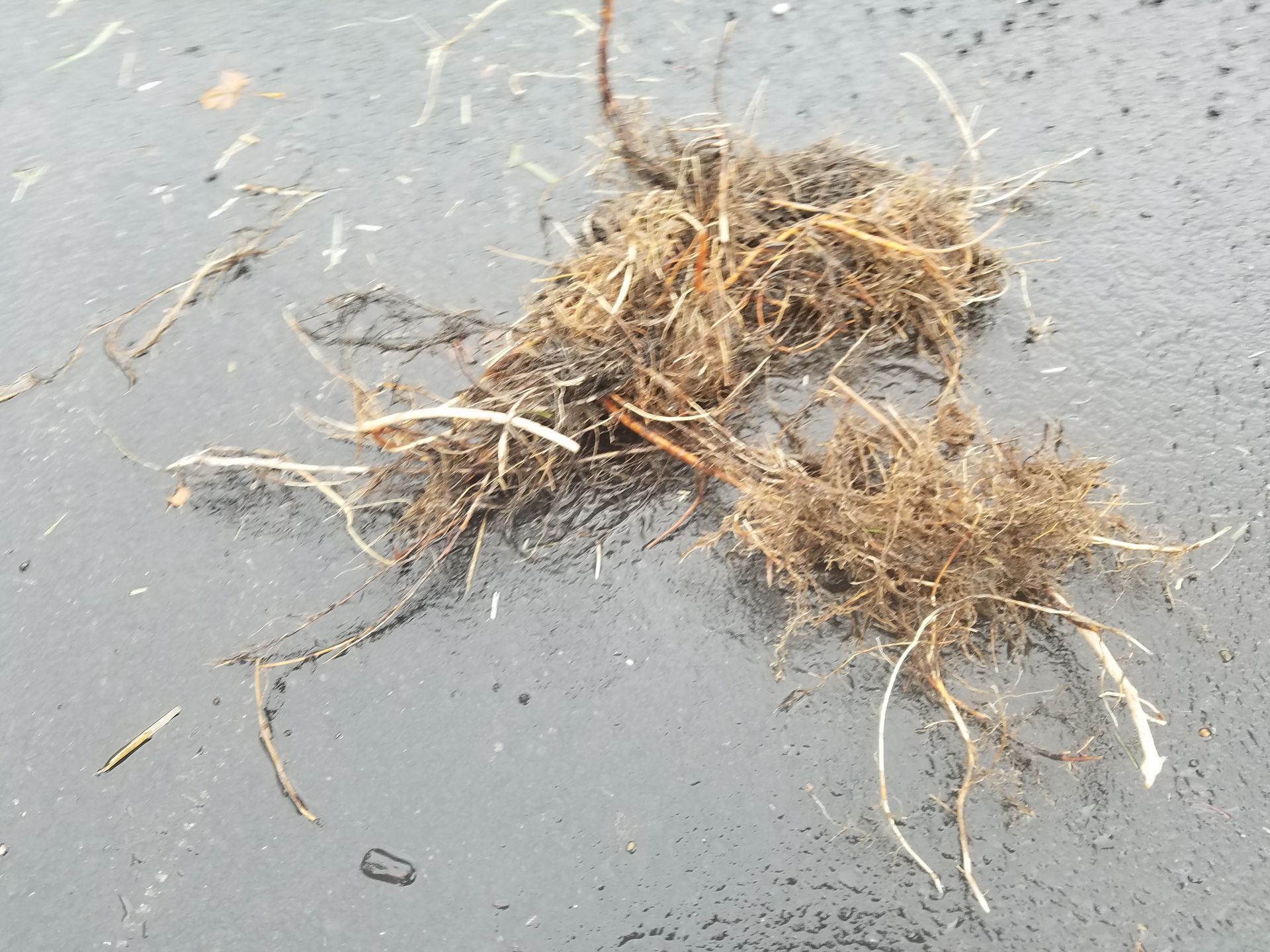 Clump of tangled plant roots on a dark, wet surface.