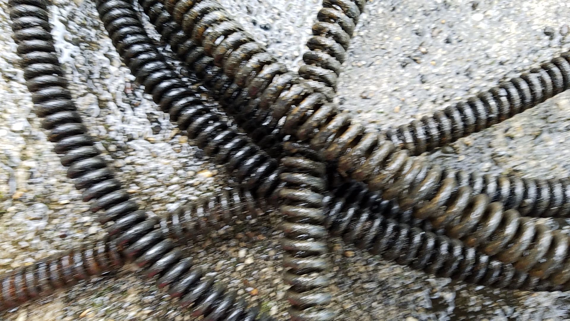 Coiled black plumbing snake on a wet, textured surface.