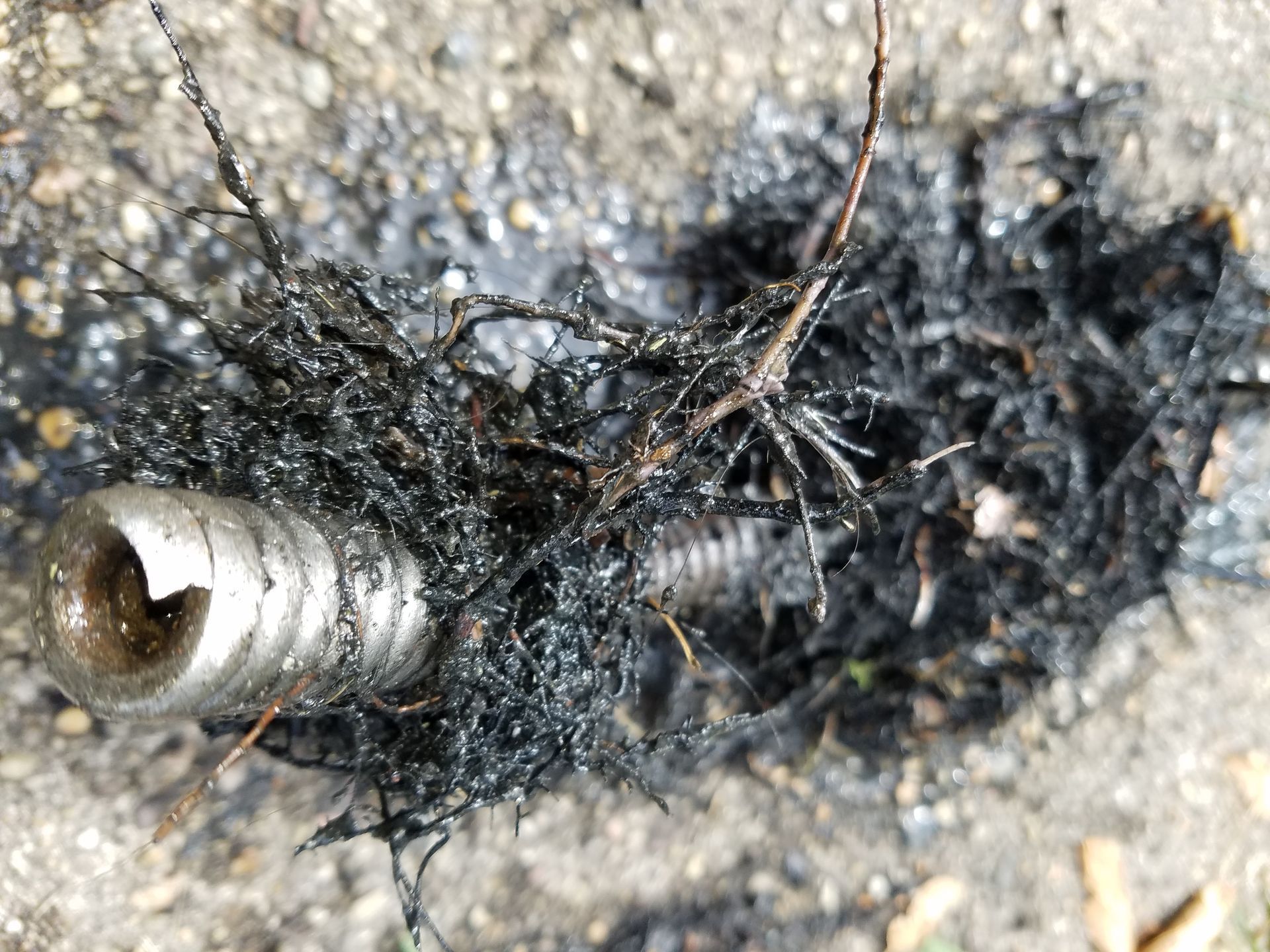 Metal bolt embedded in a mass of black debris, possibly roots and oily residue.
