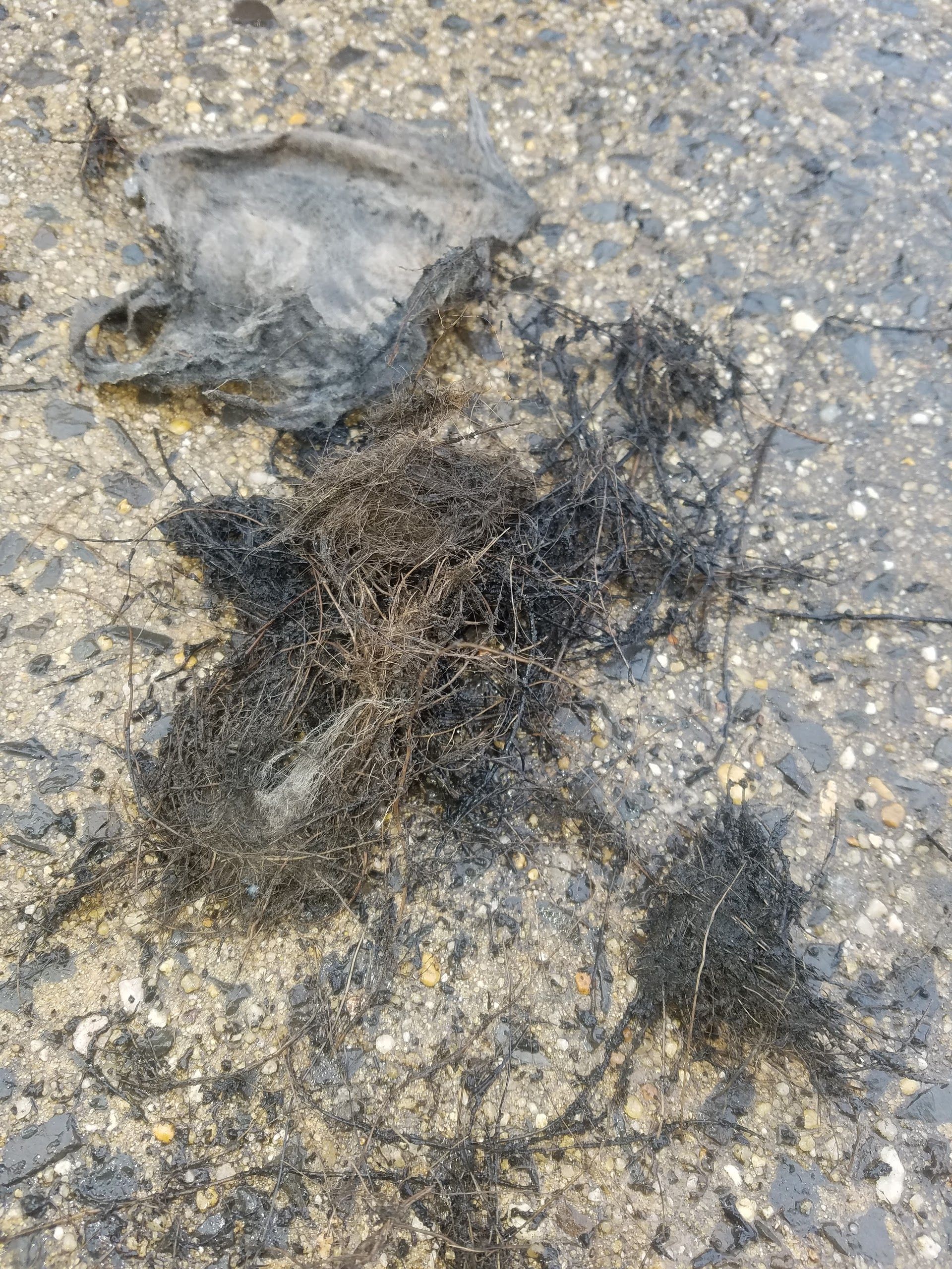 Black, fibrous material on a gray, textured surface.