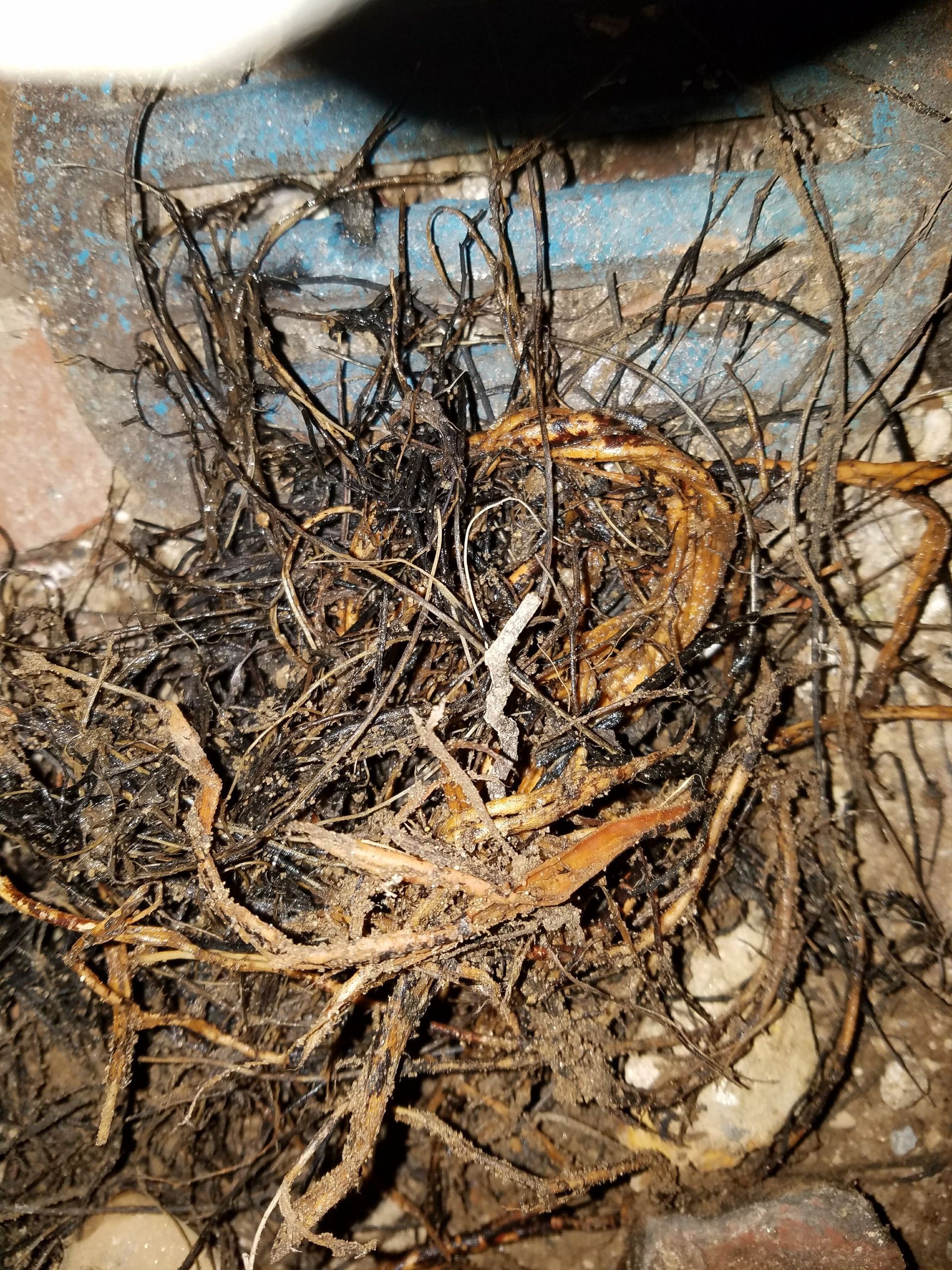 Tangled plant roots in a dark pot; some roots are light brown, others black.