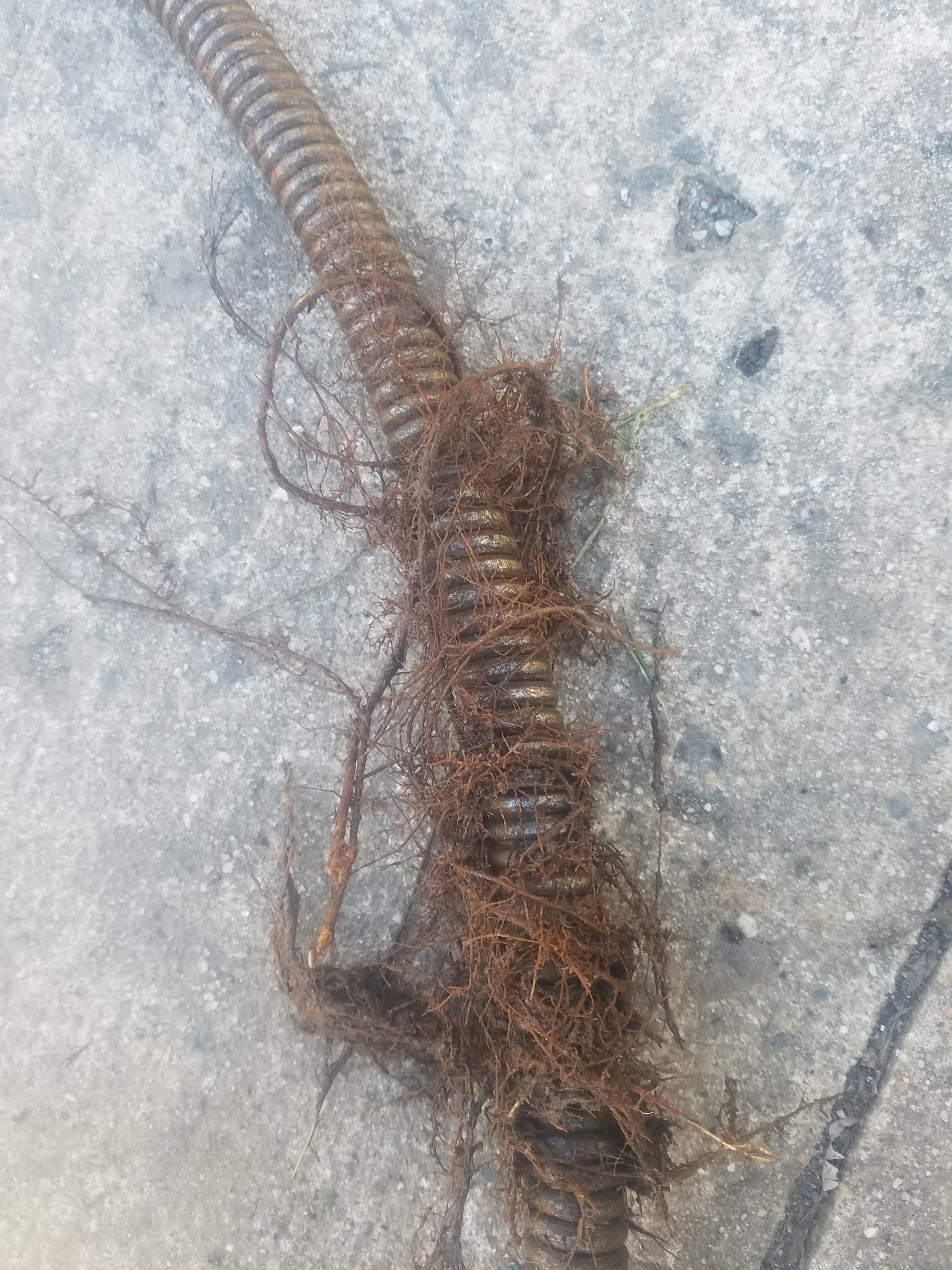 Root-clogged sewer snake on concrete; rust-colored roots entangled in metal coil.